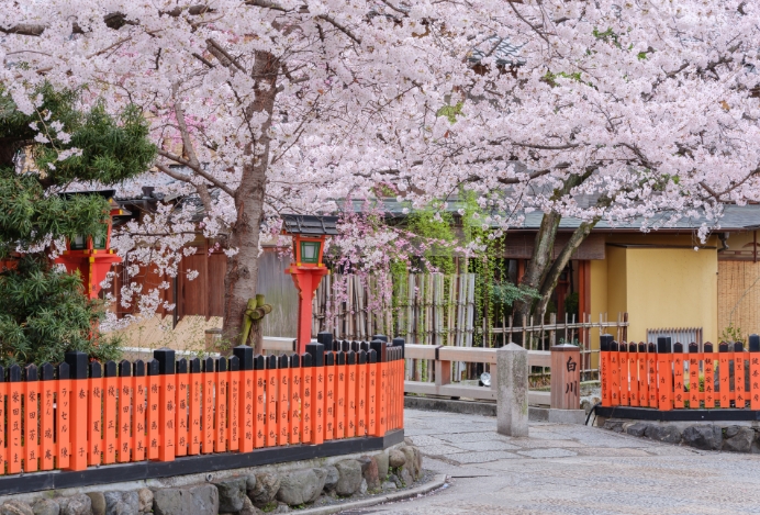 白川と桜